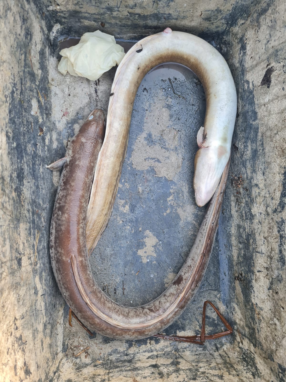 Sauerstoffmangel 2023